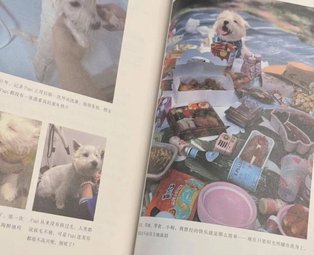 一個普通女性，如何為她的小狗主持正義