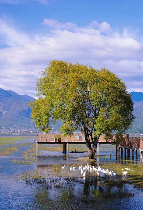 雲南旅遊，麗江拉市海山野美景太治癒了！